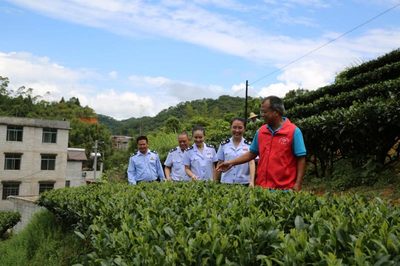 贺州税务 税惠赋能，助力茶香四溢 企业服务新篇章